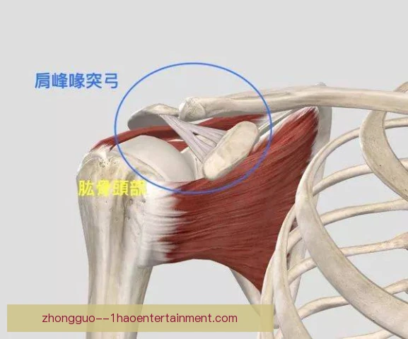 50米蝶泳肩部疼痛频发，训练负荷管理需更细致